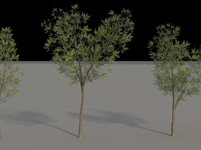 Lush Green Arbor Trees With Brown Trunks And Natural Shadows 3d model