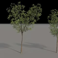 Lush Green Arbor Trees With Brown Trunks And Natural Shadows 3d model