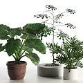 Tall Tree with Slender Leaves in Gray Planter Among Green Foliage and Colored Pots