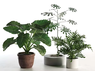 Tall Tree with Slender Leaves in Gray Planter Among Green Foliage and Colored Pots 3d model