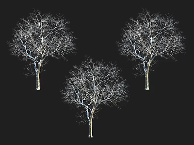 Three Detailed Leafless Deciduous Trees Artistic Silhouette Against Black Background 3d model
