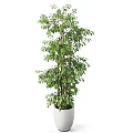 Indoor Garden Decor With Tall Green Plant In White Pot And Dense Fresh Glossy Leaves