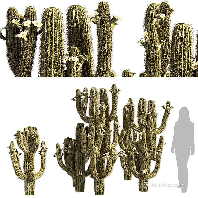 Cactus Bonsai Potted Plants In Various Sizes And Shapes For Indoor Decoration 3d model 
