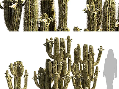 Cactus Bonsai Potted Plants In Various Sizes And Shapes For Indoor Decoration 3d model