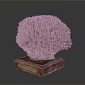 Intricate Coral Polyps Structure Displayed On Wooden Base With Informative Label