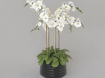 Bonsai Potted Plant with White Orchids and Green Leaves in Black Pot 3d model