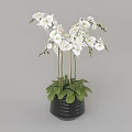 Bonsai Potted Plant with White Orchids and Green Leaves in Black Pot