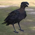 Flying Animal Black Raven With Large Beak And Shiny Feathers Standing On Green Grass Field