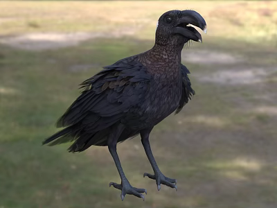 Flying Animal Black Raven With Large Beak And Shiny Feathers Standing On Green Grass Field 3d model