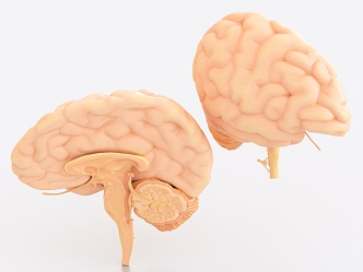 Brain medical ornaments Brain tissue Brain planing Brain pulp 3d model