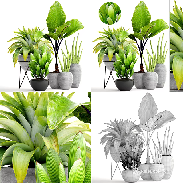 Bonsai and Potted Plants for Indoor Decor with Various Green Leafy Foliage and Ceramic Pots 3d model 