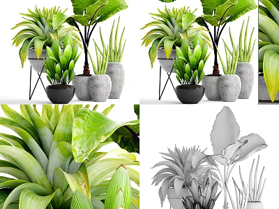 Bonsai and Potted Plants for Indoor Decor with Various Green Leafy Foliage and Ceramic Pots 3d model
