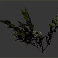Lush Green Leaf Plant with Small White Flowers and Fresh Branches