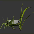 Green Grasshopper With Red Eyes And White Wings Near Green Grass Leaves On Gray Background