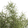 Garden Shrubs With White Feathery Plants Coniferous Trees Green Foliage And Stone Wall