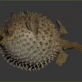 Close Up View Of Inflated Pufferfish With Spiky Skin And Open Mouth