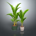 Green potted plants in green and white pots.
