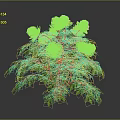 Vibrant Pink Flowering Plant With Blooming Blooms And Lush Green Leaves