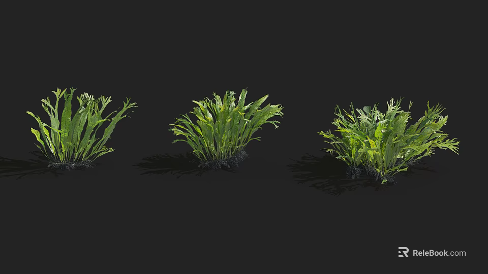 Healthy Green Leafy Shrubs With Varied Foliage Shapes Against Black Background 3d model 