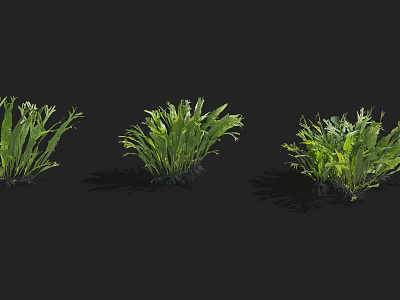 Healthy Green Leafy Shrubs With Varied Foliage Shapes Against Black Background 3d model