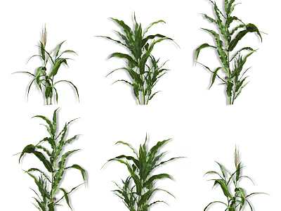 Corn Plants In Various Growth Stages 3d model