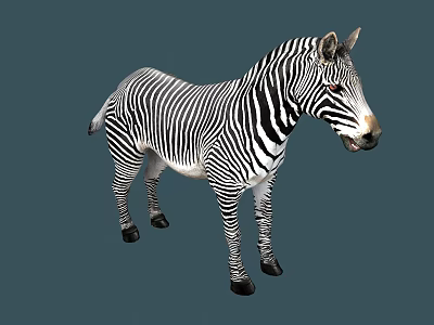 Detailed Black And White Striped Zebra Standing In Full Body Pose 3d model