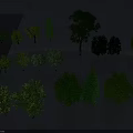 Different Types of Tall Arbor Trees with Green Foliage Shadows and Varied Heights