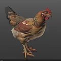Colorful Chicken With Red Comb Brown Feathers And Standing Posture On Dark Background