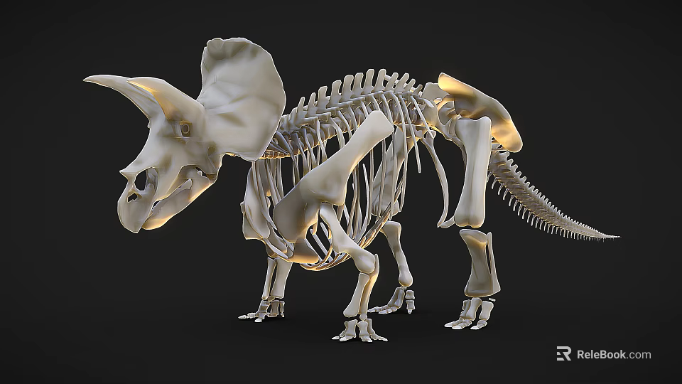 Triceratops Skeleton Display With Detailed Bone Structure And Fossil Features 3d model 