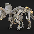 Triceratops Skeleton Display With Detailed Bone Structure And Fossil Features 3d model