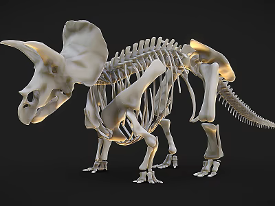 Triceratops Skeleton Display With Detailed Bone Structure And Fossil Features 3d model