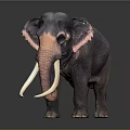 Detailed Dark Elephant With Long White Tusks Standing On Dark Background