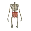 Medical Device Anatomical Model Displaying Human Skeleton And Digestive Organs