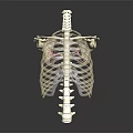 Detailed Human Anatomy Model Displaying Internal Organs And Hair Structure For Education