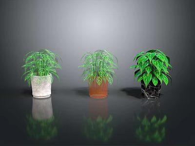 Three Potted Green Plants With Different Colored Pots On Shiny Reflective Surface 3d model