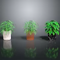 Three Potted Green Plants With Different Colored Pots On Shiny Reflective Surface