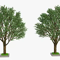 Two Green Leafy Arbor Trees With Brown Trunks And Square Concrete Bases 3d model