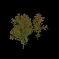 Colorful Small Garden Decorative Trees With Mixed Autumn Foliage For Landscaping