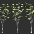 Three Trees With Slender Trunks And Green Leaves On Dark Background