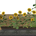 Bright Yellow Sunflowers With Green Leaves Near Wooden Fence And Bucket
