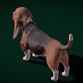 Basset Hound With Large Ears Brown Black Coat White Paws Standing On Green Background
