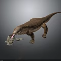 Komodo Dragon With Brown Skin Sticking Out Tongue And Stones On Dark Background