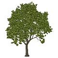 Lush Green Deciduous Tree With Dense Foliage And Strong Trunk In Nature