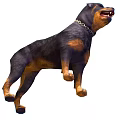 Black and Tan Rottweiler Dog With Chain Collar Standing In Fierce Expression