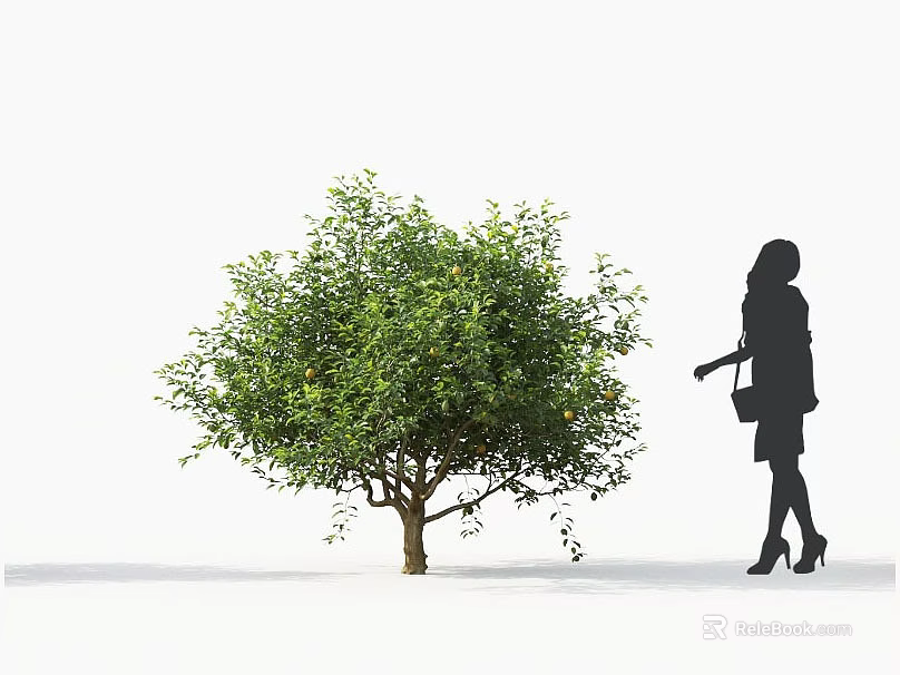 Lush Green Tree With Dense Foliage Beside Standing Woman Silhouette on White Background 3d model 