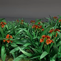 Vibrant Orange Flowers With Lush Green Leaves In Natural Garden Setting