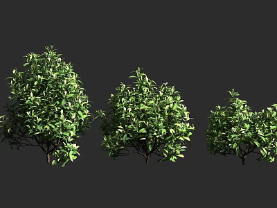 Three Different Sizes of Lush Arbor with Green Leaves and Natural Shapes 3d model