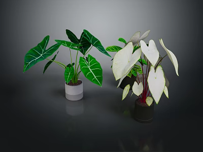Potted Indoor Plants with Green White Veined and White Red Veined Leaves for Decoration 3d model