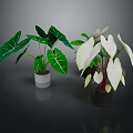 Potted Indoor Plants with Green White Veined and White Red Veined Leaves for Decoration
