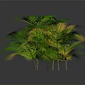 Lush Tropical Shrub Plant With Green And Yellow Foliage Against Gray Background